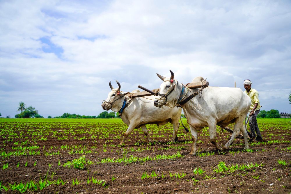 Farmer plowing field with two white oxen under cloudy sky, young crop rows visible