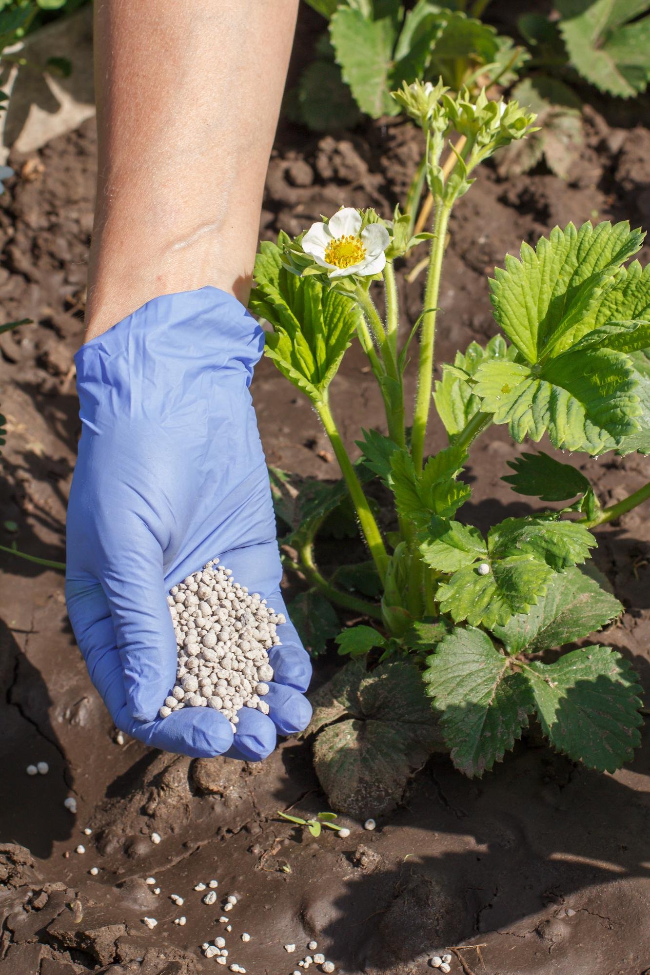 Gloved hand applying granular fertilizer to strawberry plant in garden bed, nutrient application