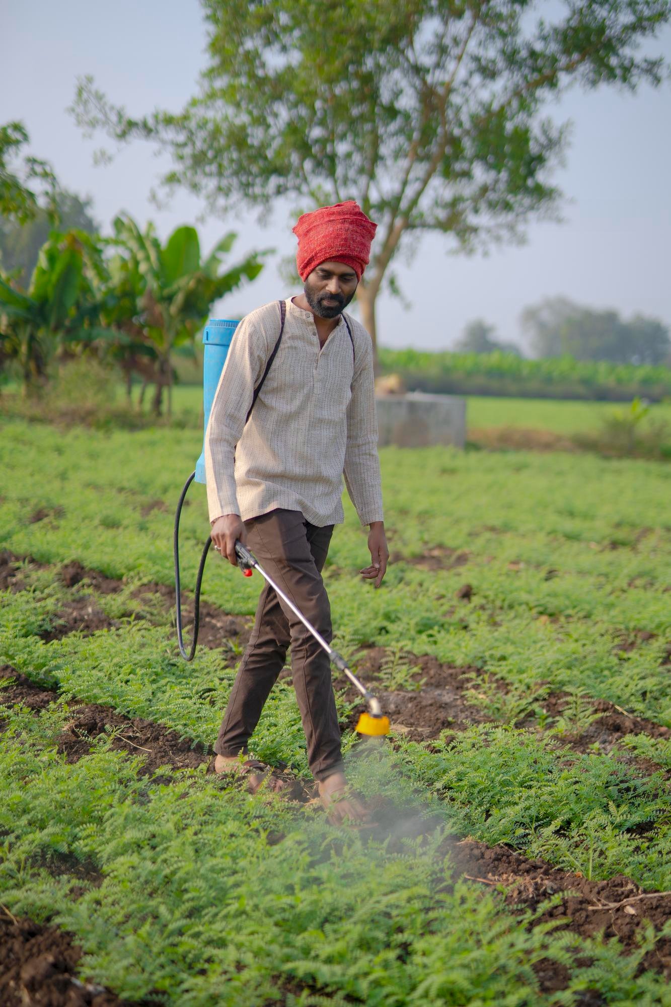 Farmer spraying crops with backpack sprayer in green field, agricultural pest control and crop protection