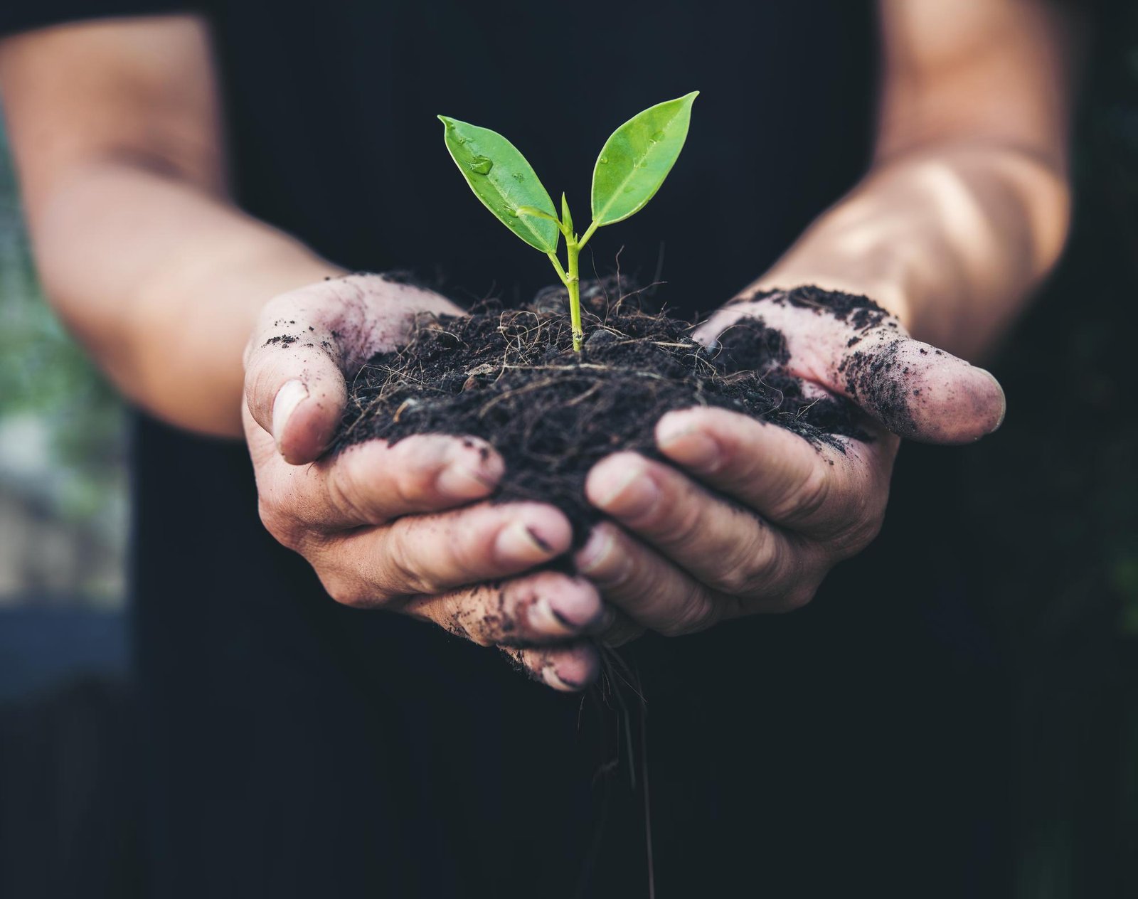 Hands holding rich soil with young green seedling, sustainable farming and soil health